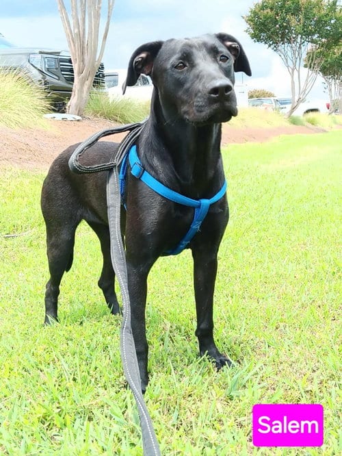 Photo of Salem, adoptable Pit Bull Terrier in Farmerville, Louisiana