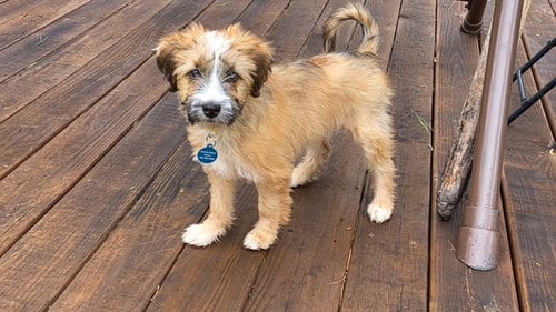Photo of Peaches, adoptable Australian Shepherd in Genesee, Wisconsin
