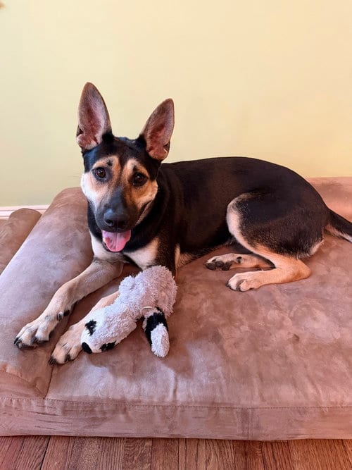Photo of Maisy (SC), adoptable German Shepherd Dog in Brewster, New York