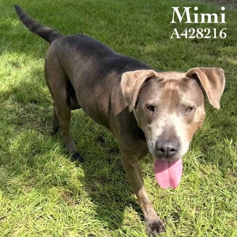 Photo of Mimi, adoptable Pit Bull Terrier in Conroe, Texas