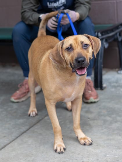 Photo of Hobo, adoptable dog in Chamblee, Georgia