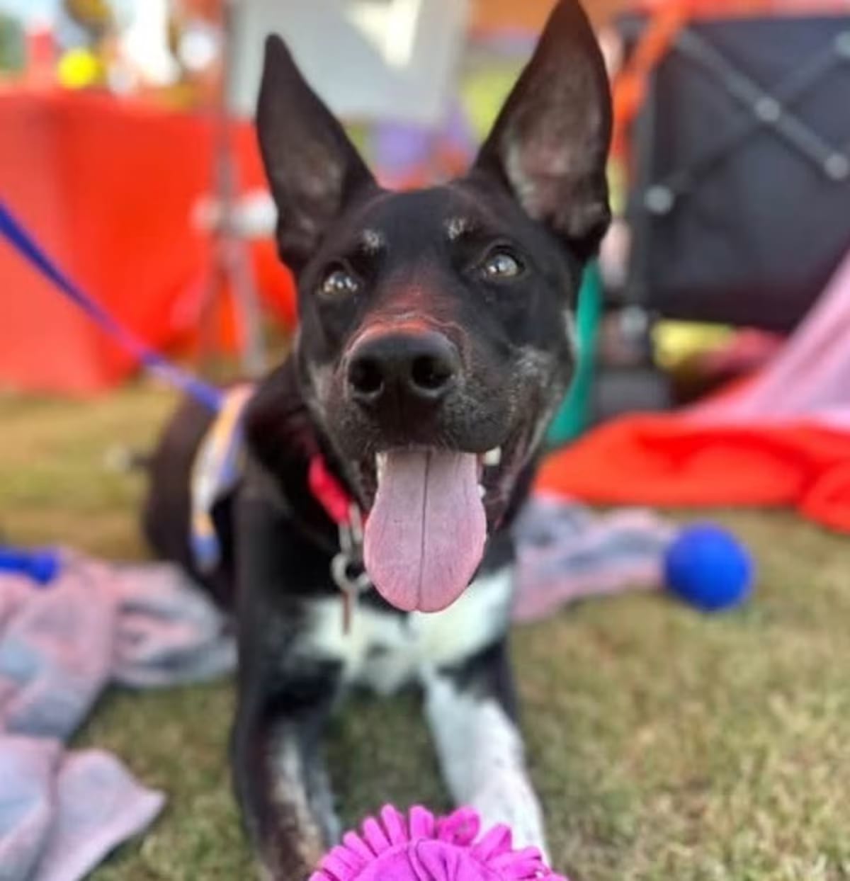 Photo of Muffin 🐾, adoptable Mixed Breed (Medium)/Mixed Breed (Medium) in Greenville, South Carolina