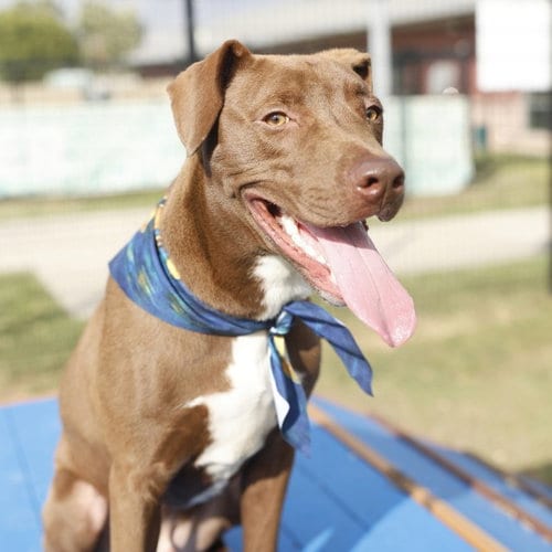 Photo of Charlie, adoptable American Staffordshire Terrier in San Antonio, Texas
