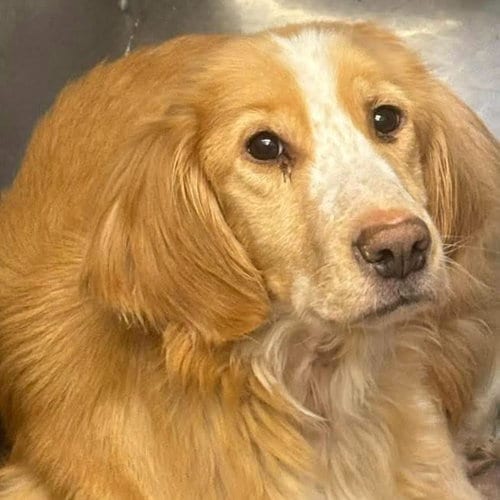 Photo of Gobi: At shelter, adoptable Golden Retriever in Rustburg, Virginia