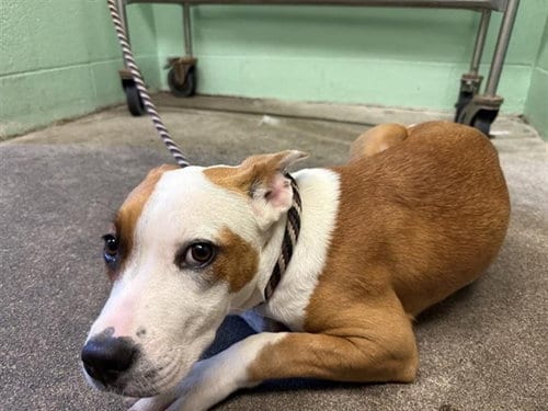 Photo of Cheyenne, adoptable Pit Bull Terrier in Sacramento, California