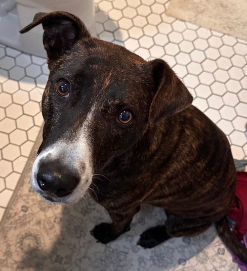 Photo of Tiramisu Aka Tera, adoptable Unknown breed (medium coat) in Holbrook, New York