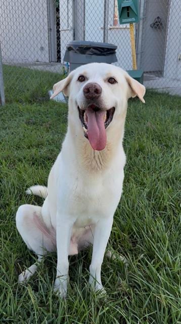 Photo of Churro, adoptable Labrador Retriever in Rosenberg, Texas