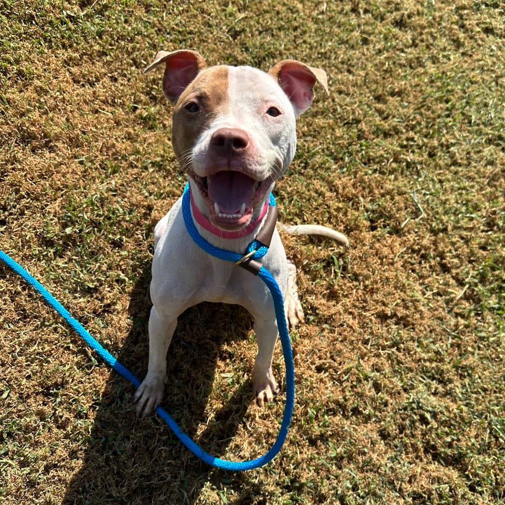Photo of Strawberry Shortcake, adoptable Mixed Breed (Small) in Chattanooga, Tennessee