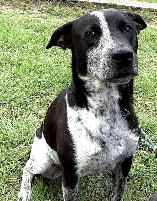 Photo of Bessie, adoptable Australian Cattle Dog/Blue Heeler in Gun Barrel City, Texas