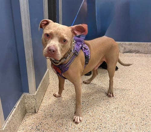 Photo of Toby, adoptable Pit Bull Terrier in Miami, Florida