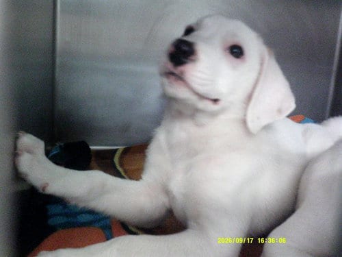 Photo of A480843, adoptable Pit Bull Terrier in Oklahoma City, Oklahoma