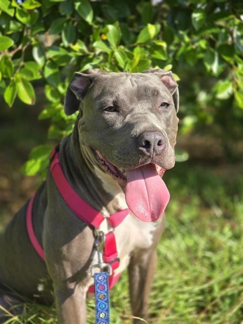 Photo of Armando, adoptable dog in Palmetto, Florida