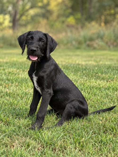 Photo of Connor, adoptable Labrador Retriever in PIPE CREEK, Texas