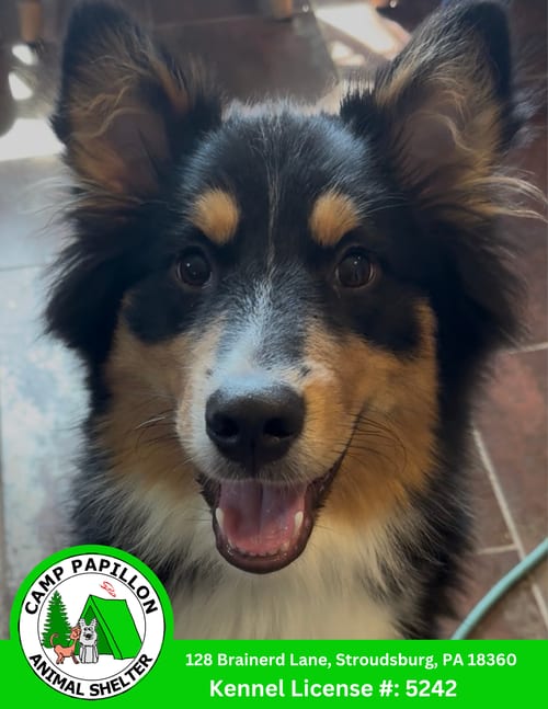 Photo of Cooper, adoptable Border Collie in Stroudsburg, Pennsylvania