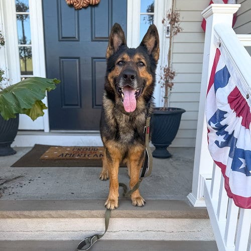 Photo of Rambo, adoptable German Shepherd Dog in Millburn, New Jersey