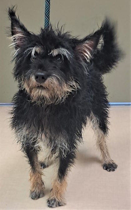 Photo of Tito, adoptable Terrier/Mix in Bakersfield, California