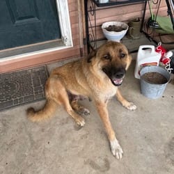 Photo of Tip 1110, adoptable Mixed Breed (Medium) in Loxahatchee, Florida