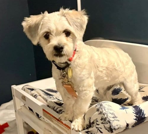 Photo of Meeko, adoptable Shih Tzu in Sayreville, NJ, New Jersey