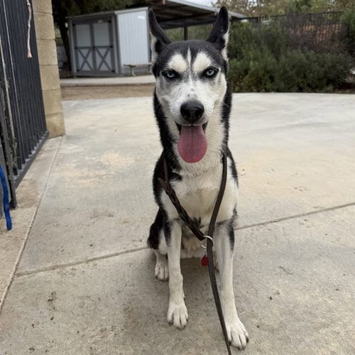 Photo of Snow, adoptable Siberian Husky in Riverside, California