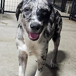Photo of Connor, adoptable Anatolian Shepherd in Chicopee, Massachusetts