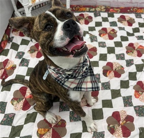 Photo of Gozzard, adoptable Boxer in Detroit, Michigan