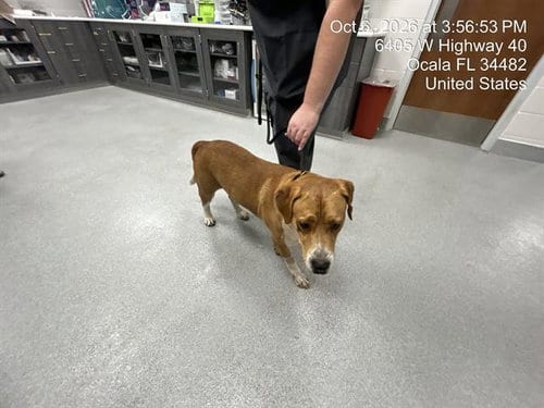 Photo of Topaz, adoptable Plott Hound in Ocala, Florida