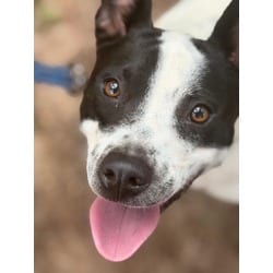 Photo of Demi, adoptable Jack Russell Terrier Terrier (Unknown Type, Small) in Zebulon, Georgia