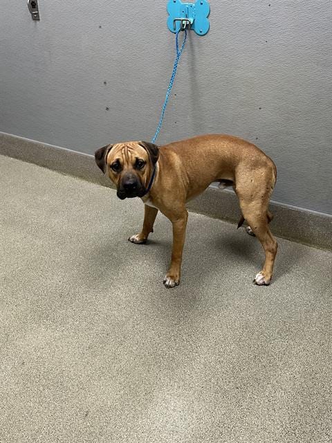 Photo of Gilbert, adoptable Labrador Retriever in Las Vegas, Nevada