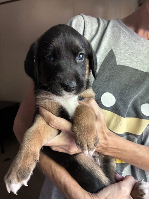 Photo of Eeney - Brinleys litter, adoptable Coonhound in Holly Springs, North Carolina