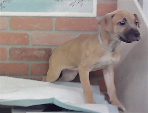 Photo of Tara, adoptable Staffordshire Bull Terrier in Houston, Texas