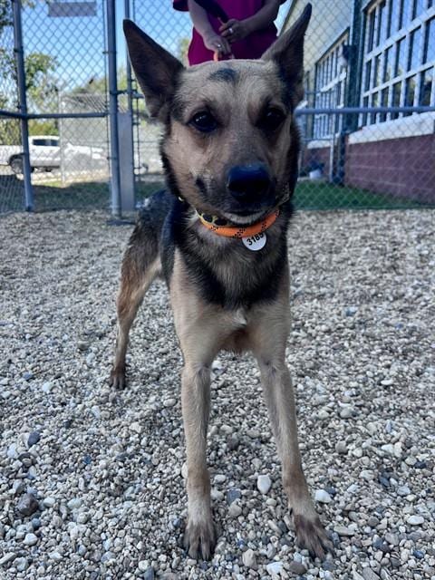 Photo of Max, adoptable German Shepherd Dog in Forestville, Maryland