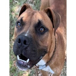 Photo of Ali, adoptable Boxer in Texas City, Texas