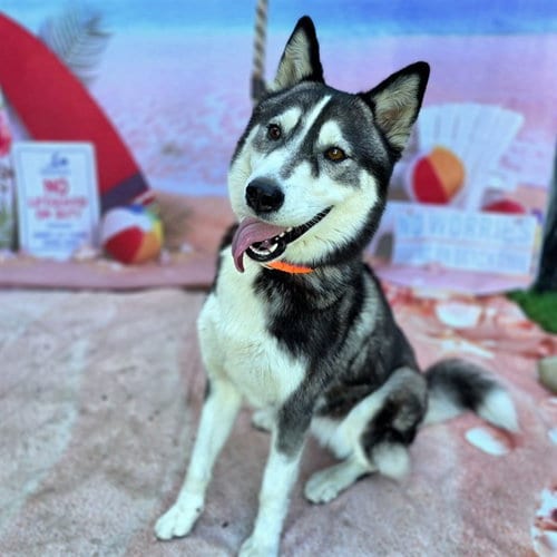 Photo of Frida, adoptable Husky in Long Beach, California