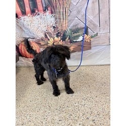 Photo of Max, adoptable Poodle (Miniature) in Doral, Florida