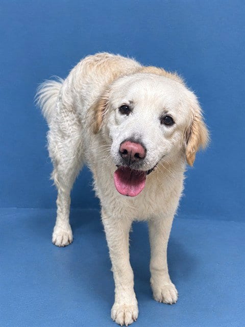 Photo of Sandro, adoptable Golden Retriever in Miami, Florida