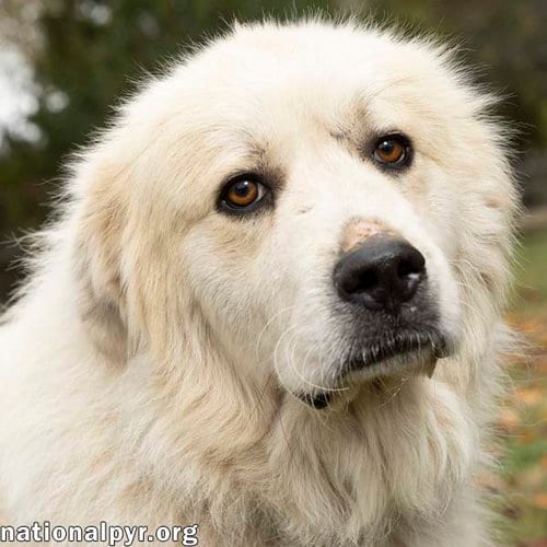 Photo of Snowman in CT - Adores Attention, adoptable Great Pyrenees in Beacon, New York