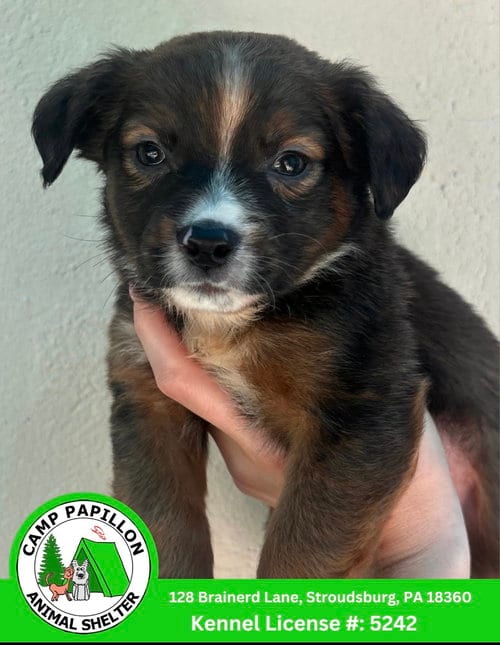Photo of Ramone, adoptable Australian Shepherd in Stroudsburg, Pennsylvania