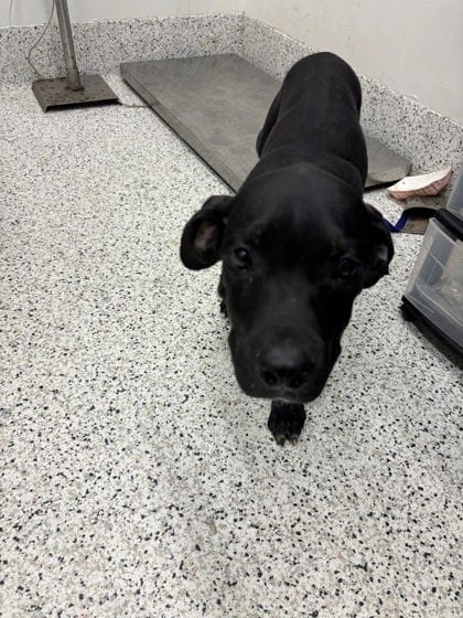 Photo of Pistachio Pickle, adoptable dog in Atlanta, Georgia