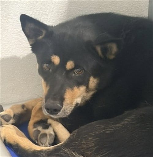 Photo of Bender, adoptable German Shepherd Dog in San Bernardino, California