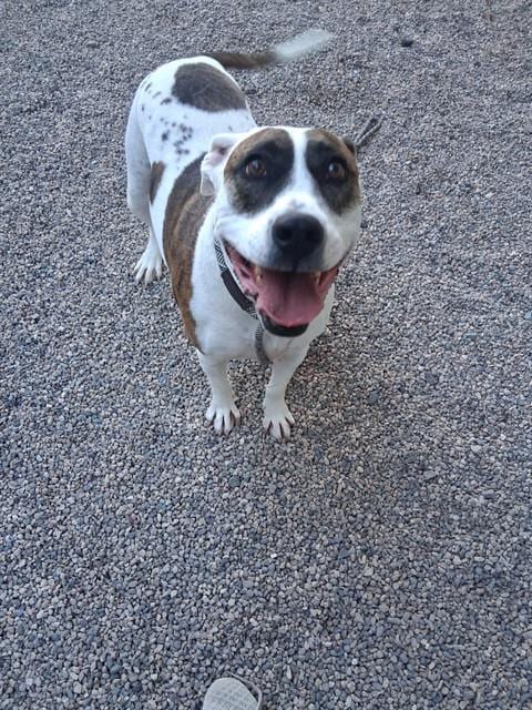 Photo of Lola Belle, adoptable American Pit Bull Terrier in Mesa, Arizona