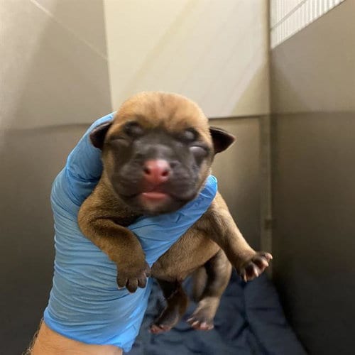 Photo of Perdita, adoptable Pit Bull Terrier in Modesto, California