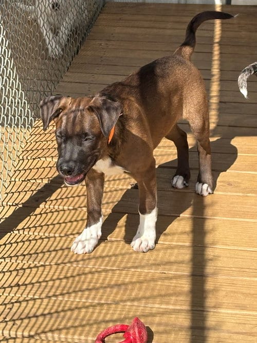 Photo of Duffy, adoptable Catahoula Leopard Dog in Mt. Laurel, New Jersey