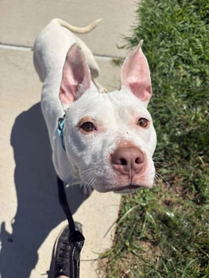 Photo of Sky Zone, adoptable dog in Baltimore, Maryland