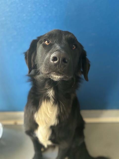 Photo of Emmett, adoptable Border Collie in Visalia, California