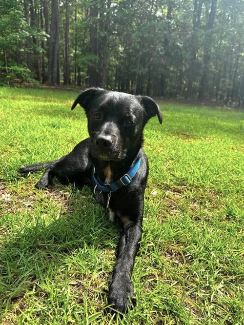 Photo of Boogie, adoptable Unknown breed in Shelburne, Vermont