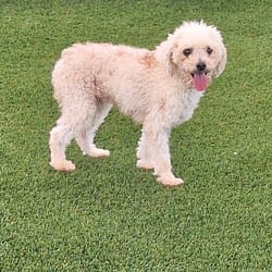 Photo of Meeko 9974, adoptable Poodle (Toy or Tea Cup) in Loxahatchee, Florida
