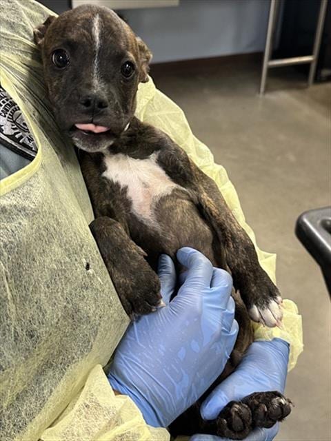 Photo of Sharkbark, adoptable American Pit Bull Terrier in Phoenix, Arizona