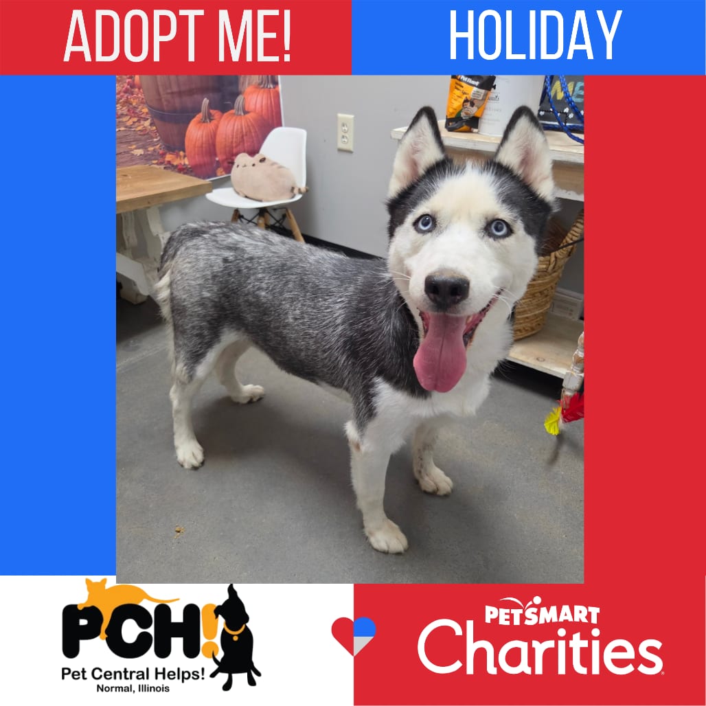 Photo of Holiday, adoptable Husky, Siberian in Normal, Illinois