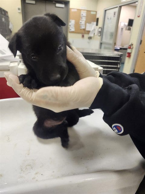 Photo of Pinto, adoptable Belgian Shepherd Malinois in Riverside, California