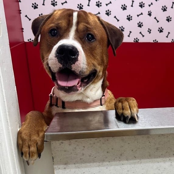 Photo of Jumba K14, adoptable Mixed Breed (Large) in Union, Missouri